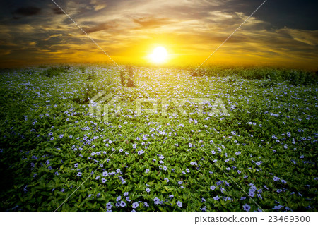 Purple flowers bloom in the morning. 23469300