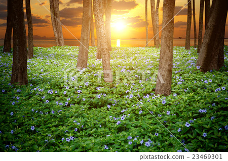 Purple flowers bloom in the morning. Purple flowers bloom in the morning. 23469301