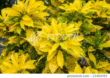 Yellow Croton in the Garden. 23469365