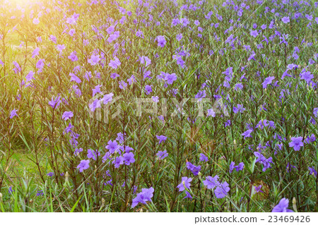 Violet flowers bloom in the garden. 23469426