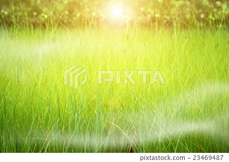 green grass and light. green grass and light. 23469487