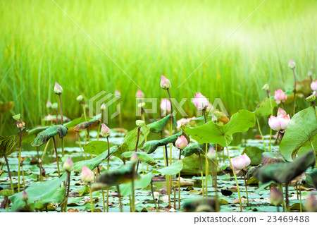 Lotus flower blooming in garden. 23469488