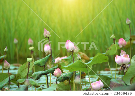 Lotus flower blooming in garden. Lotus flower blooming in garden. 23469489
