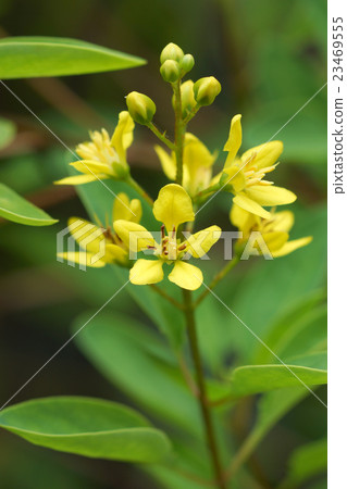 Yellow flowers of Thryallis glauca Yellow flowers of Thryallis glauca 23469555