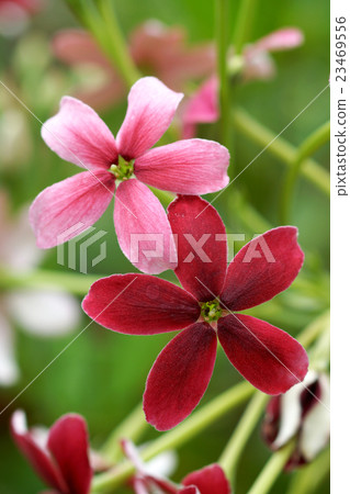 Rangoon creeper flower in garden. Rangoon creeper flower in garden. 23469556