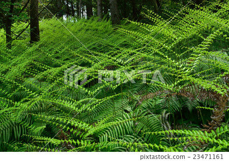 一群蕨類植物 23471161