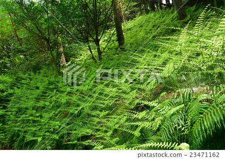 一群蕨類植物 23471162