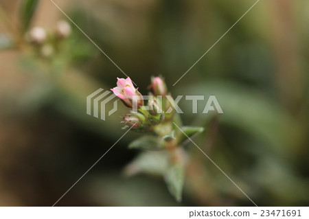 Coupleary flowers 23471691