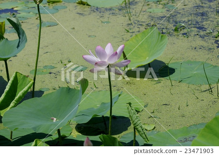 Oga蓮花和泥 23471903