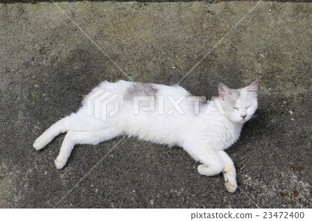 A white cat to take a nap on concrete A white cat to take a nap on concrete 23472400
