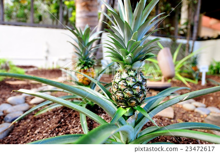 Holidays in Hawaii Holidays in Hawaii 23472617