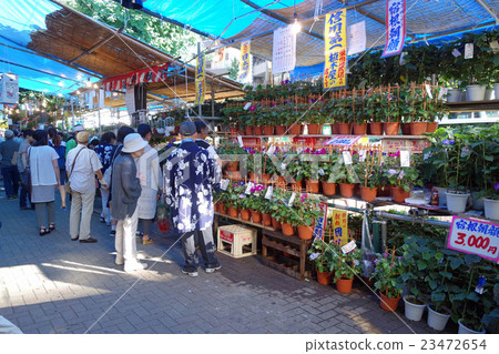 Iriya牽牛花節 23472654