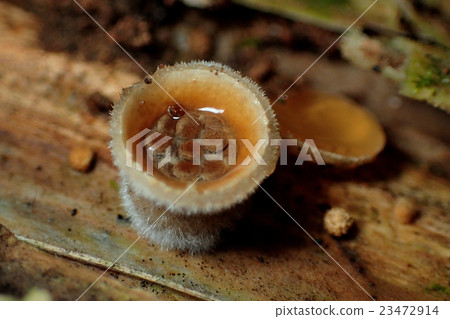 Mushroom of Iwadoyo Mushroom of Iwadoyo 23472914