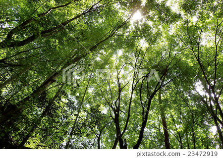 Canopy 23472919