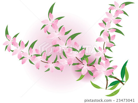 branch of pink flowers on white background branch of pink flowers on white background 23473041
