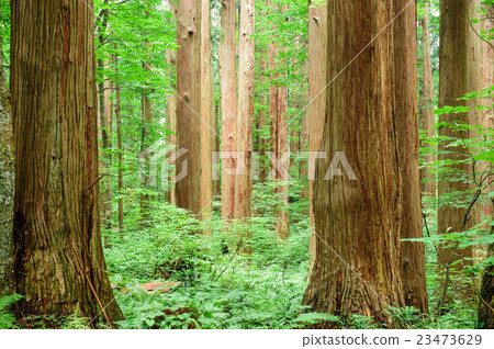 Natural Akita Cedar Forest 23473629