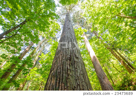Treeki Nippon No.1 "Kimi Machi Cedar" Akita Prefecture Treeki Nippon No.1 "Kimi Machi Cedar" Akita Prefecture 23473689