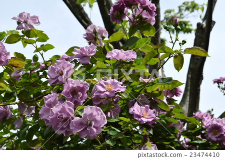 Roses Roses 23474410