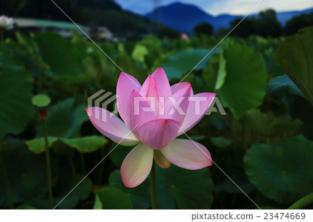 Lotus 23474669