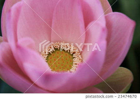 Lotus Lotus 23474670