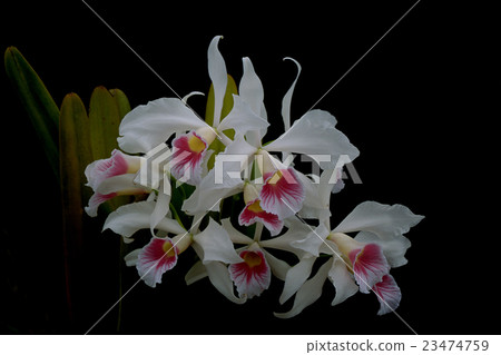 Cattleya purpurata var.carnea 23474759