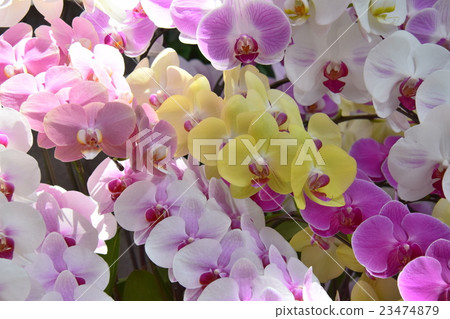 Florente Miyazaki Phalarotides Orchid Exhibition (Miyazaki City, Miyazaki Prefecture) Florente Miyazaki Phalarotides Orchid Exhibition (Miyazaki City, Miyazaki Prefecture) 23474879