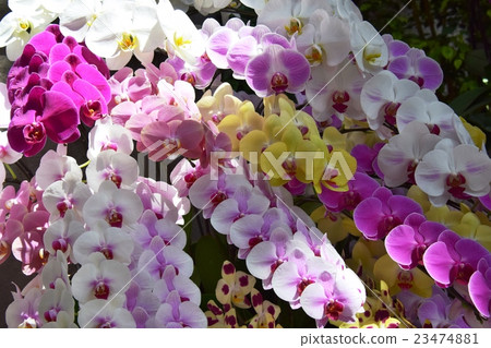 Florente Miyazaki Phalarotides Orchid Exhibition (Miyazaki City, Miyazaki Prefecture) Florente Miyazaki Phalarotides Orchid Exhibition (Miyazaki City, Miyazaki Prefecture) 23474881