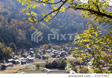 Autumn Shirakawa-go [Mountain colored leaves and gassho-zukuri village] 23475467