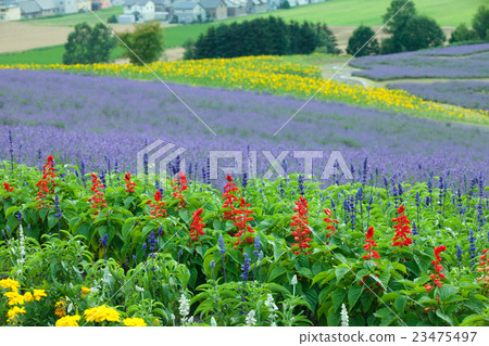 Landscape Furano Landscape Furano 23475497