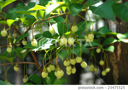 Styrax japonicum 23475525