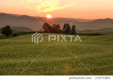 Hill of Biei Hokkaido 23475803