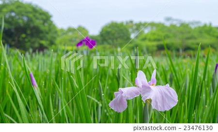 虹膜16：9 23476130