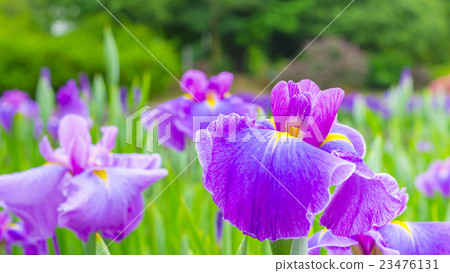 虹膜16：9 23476131