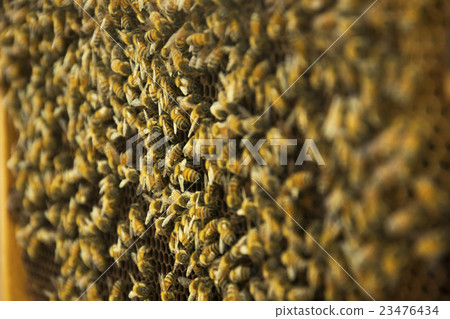 Bees swarming on a honeycomb with depth of field 23476434