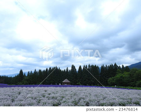 Misato Mika of Lavender Garden in Misato Town Misato Mika of Lavender Garden in Misato Town 23476814