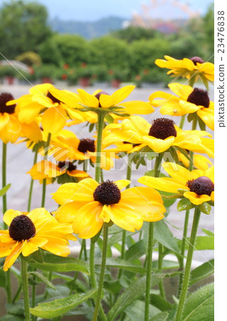 Rudbekia Rudbekia 23476838