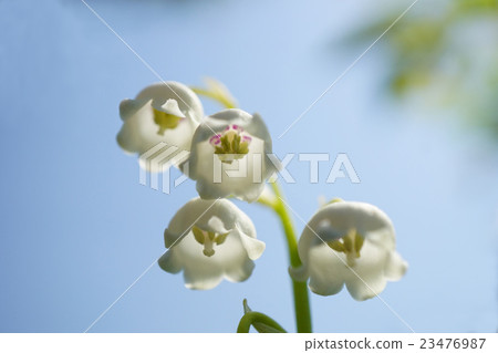 Beautiful and lovely lily of the valley 23476987