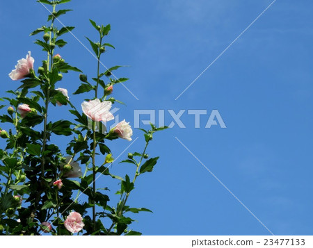 Flowers of Kinjing ... 23477133