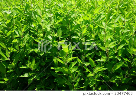 Young leaves of Okameasaza Young leaves of Okameasaza 23477463