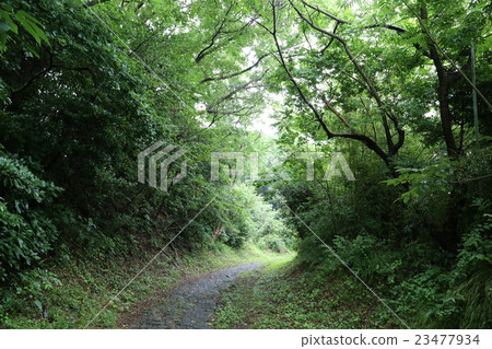 雨後的箱根老路Kasuzuzaka 雨後的箱根老路Kasuzuzaka 23477934