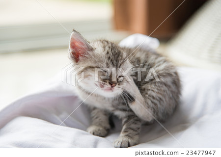 Cute lonely kitten Cute lonely kitten 23477947