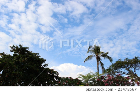 沙努爾的藍天 沙努爾的藍天 23478567