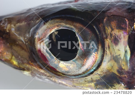 Nigis(相似)魚眼增大 Nigis(相似)魚眼增大 23478820