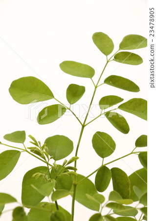 Moringa Moringa 23478905