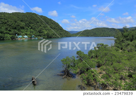 Iriomotejima Urauchi River Iriomotejima Urauchi River 23479839