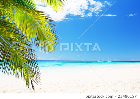 Coconut Palm trees on white sandy beach Coconut Palm trees on white sandy beach 23480157