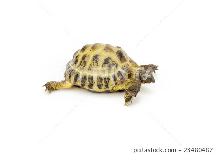 陸龜(Horusufikku龜) 陸龜(Horusufikku龜) 23480487