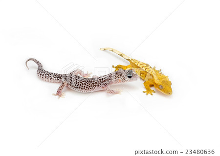 鱗翅目和鳳頭壁虎 鱗翅目和鳳頭壁虎 23480636