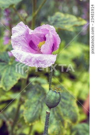 Blooming pink poppy flower Blooming pink poppy flower 23481914