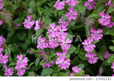 Cirene·Pendula 23482183